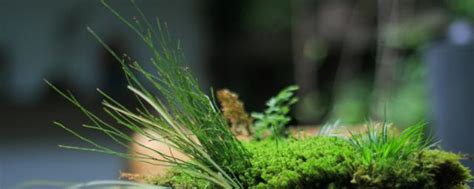 青苔怎麼養|青苔的養殖方法和注意事項